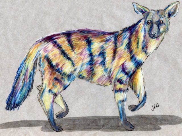 Striped Mammal Week: Aardwolf (Proteles cristata)