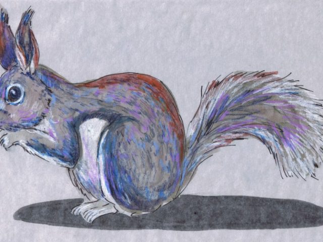 Abert’s Squirrel (Sciurus aberti)