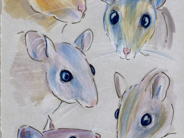 Spiny Mice Five Ways (Acomys spp.)
