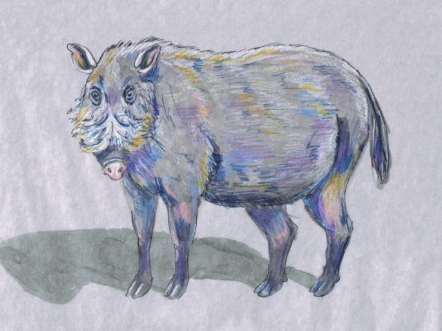 Bearded Pig (Sus barbatus)