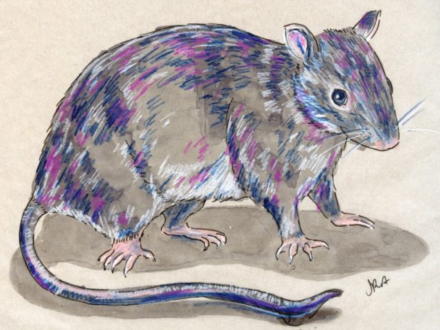 24 Hours: Black Rat (Rattus rattus)