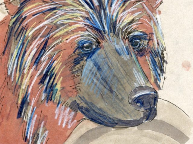 24 Hours: Brown Bear (Ursus arctos)