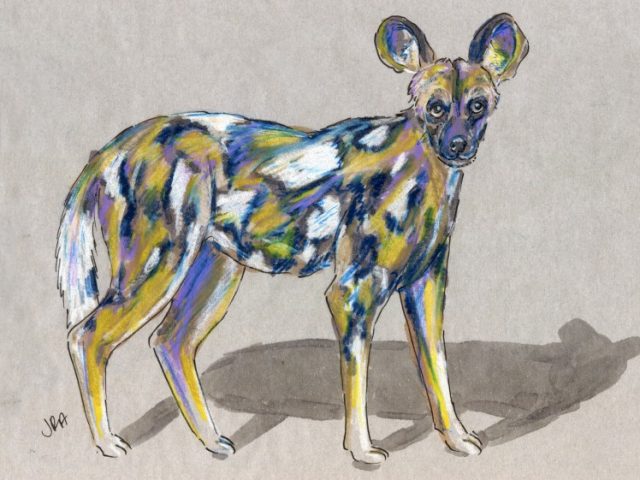 Cape Hunting Dog (Lycaon pictus)