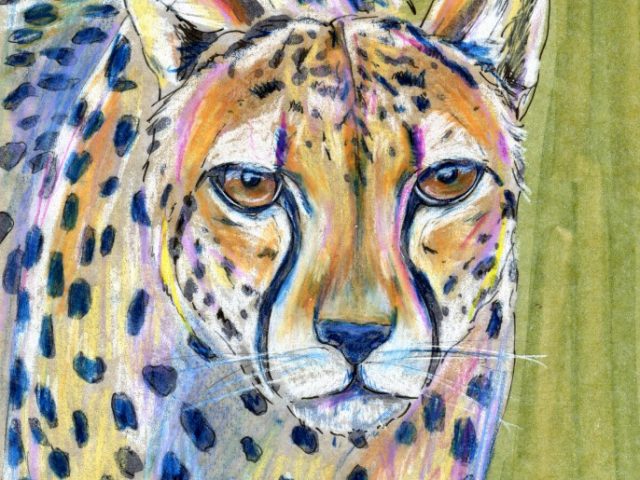 Mammalthon 2: Cheetah (Acinonyx jubatus)