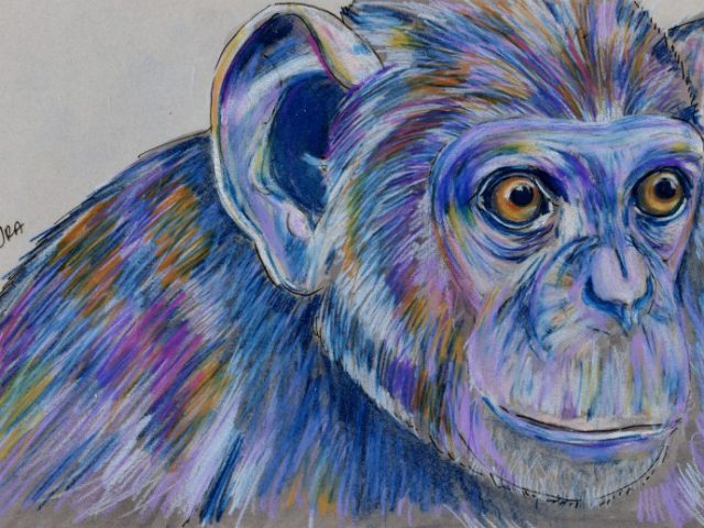 Daily Mammal Now: Common Chimpanzee (Pan troglodytes)