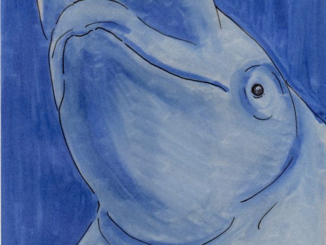 Beluga Whale (Delphinapterus leucas)