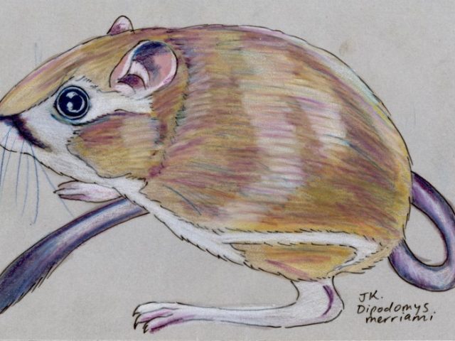 Mammal Olympiad: Long Jump: Merriam’s Kangaroo Rat (Dipodomys merriami)