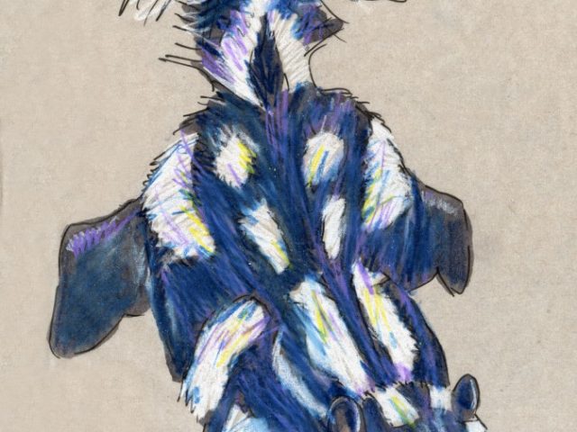 24 Hours: Eastern Spotted Skunk (Spilogale putorius)