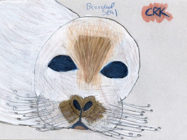 Bearded seal (Erignathus barbatus)
