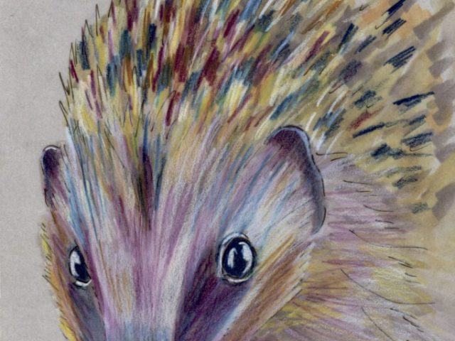 Facebook Friends: United Kingdom: European Hedgehog (Erinaceus europaeus)