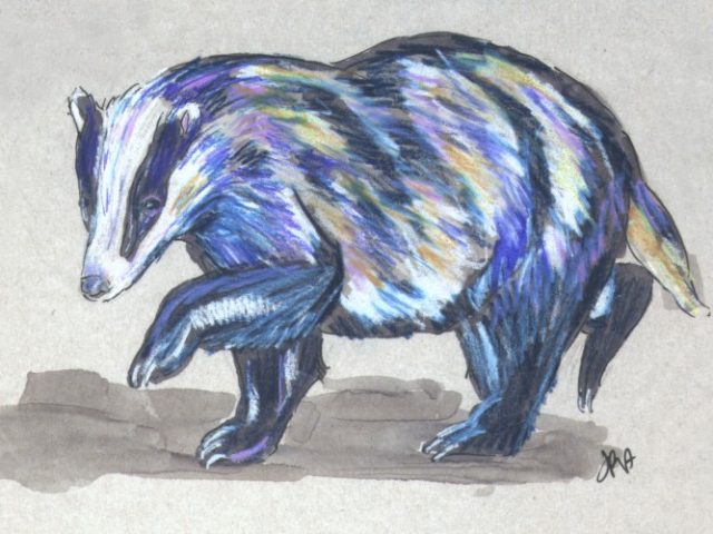 Eurasian Badger (Meles meles)