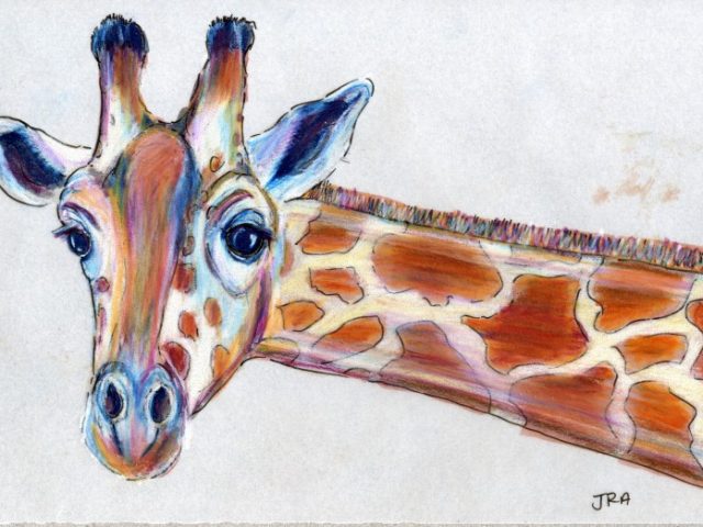 Darwin Days: Giraffe (Giraffa camelopardalis)