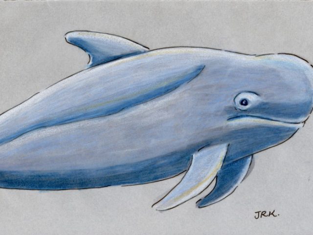 Short-finned Pilot Whale (Globicephala macrorhynchus)
