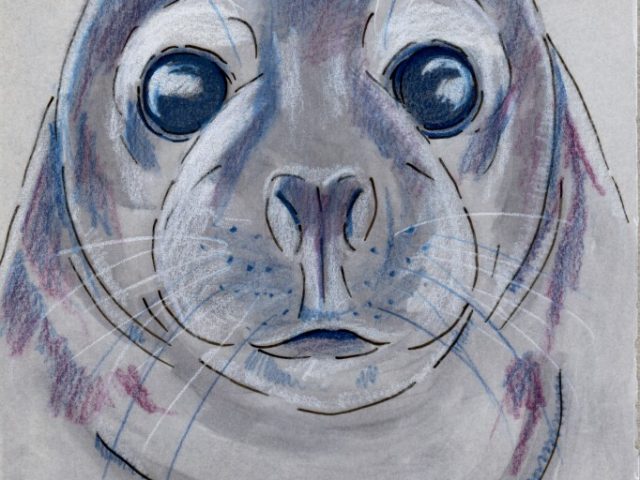 Gray Seal (Halichoerus grypus)
