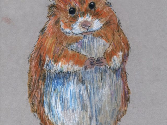 Golden Hamster (Mesocricetus auratus)