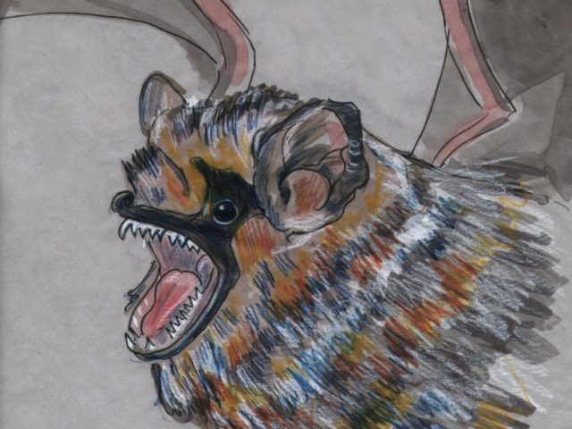 Hoary Bat (Lasiurus cinereus)