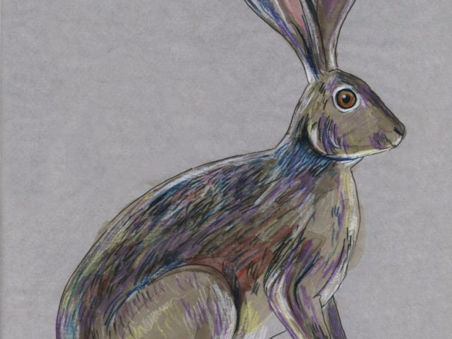 Jack Rabbit (Lepus californicus)