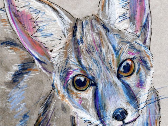 Mammalthon 2: Kit Fox (Vulpes macrotis)