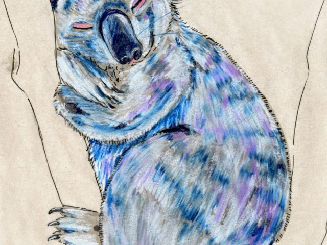 24 Hours: Koala (Phascolarctos cinereus)