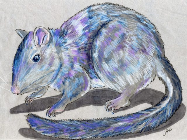 Newly Described Mammals Week: Laotian Rock Rat (Laonastes aenigmamus)