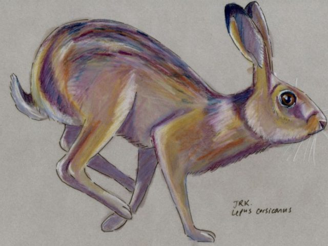 Facebook Friends: Italy: Corsican Hare (Lepus corsicanus)