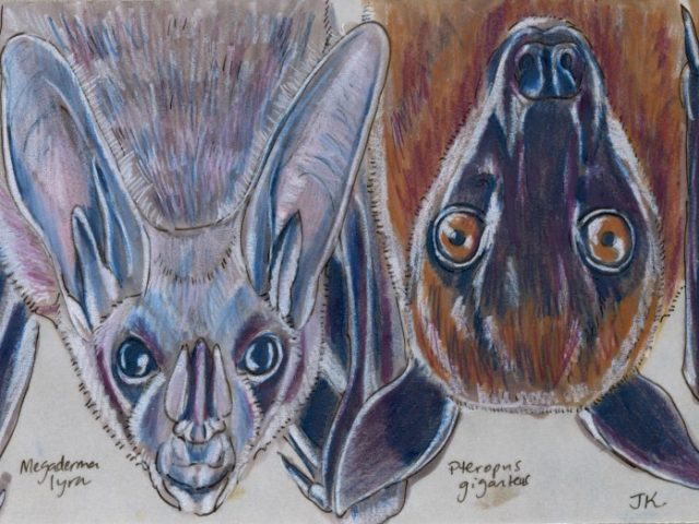 Two Indian Bats (Megaderma lyra and Pteropus giganteus)