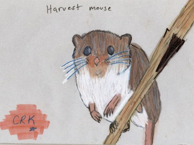 Harvest mouse (Micromys minutus)