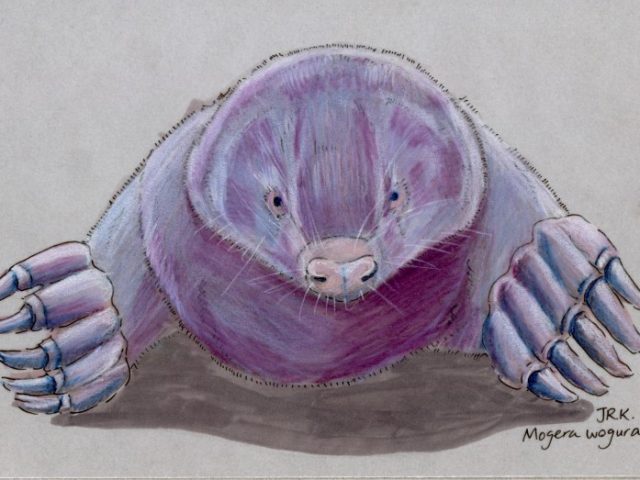 Japan Benefit: コウベモグラ (Japanese Mole) (Mogera wogura)