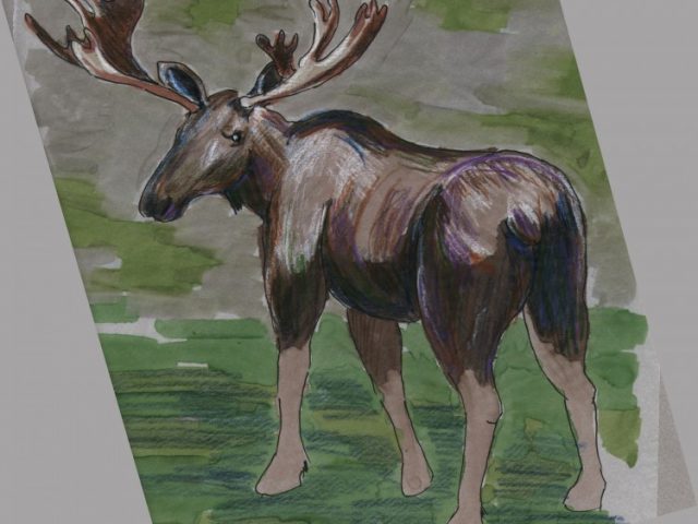 Moose (Alces americanus)