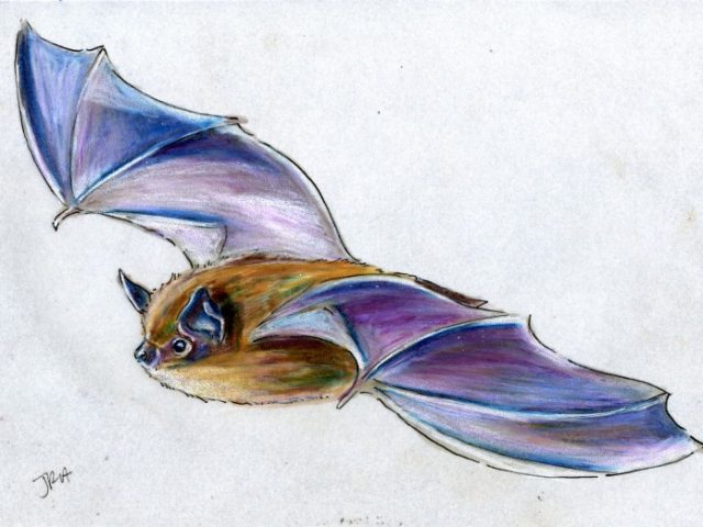 Hibernators Week: Little Brown Bat (Myotis lucifugus)
