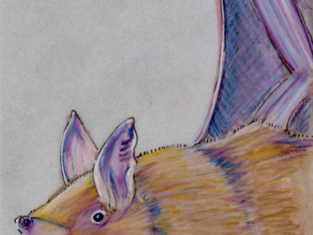 World Cup: New Zealand Lesser Short-Tailed Bat (Mystacina tuberculata)
