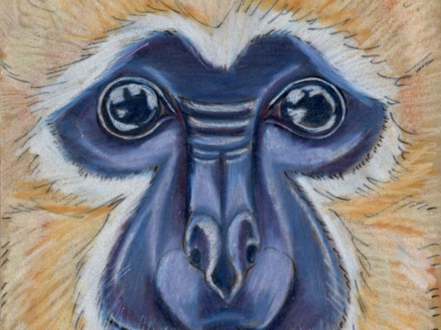 Mammal Olympiad: Gymnastics: Buff-cheeked Gibbon (Nomascus gabriellae)