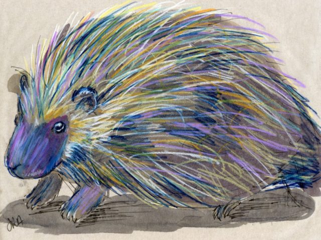 24 Hours: North American Porcupine (and who’s left?)