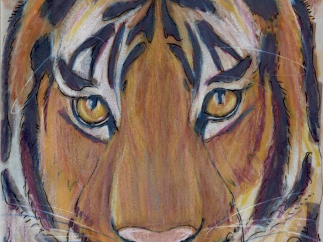 Primorye Week: Amur Tiger (Panthera tigris)