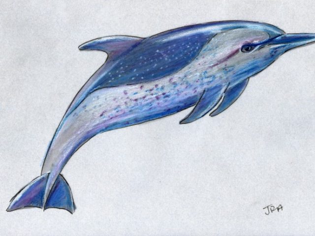 Mammals of Hawaii Week: Pantropical Spotted Dolphin (Stenella attenuata)