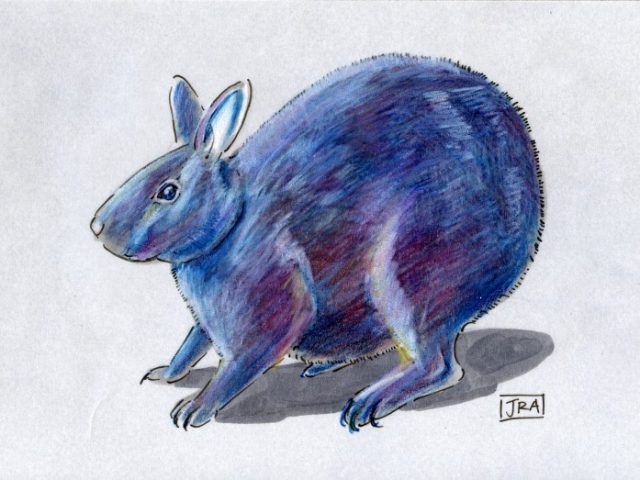 Amami Rabbit (Pentalagus furnessi)