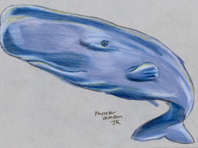 Mammal Olympiad: Diving: Sperm Whale (Physeter catodon)