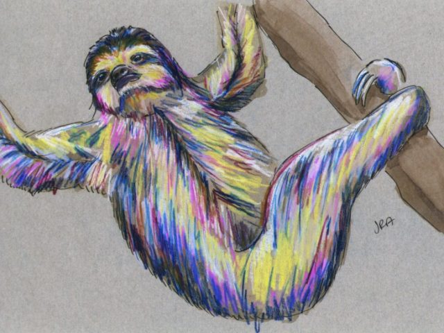 Newly Described Mammals Week: Pygmy Three-Toed Sloth (Bradypus pygmaeus)