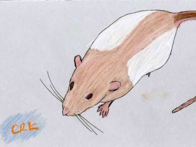 Rat (Rattus norvegicus)