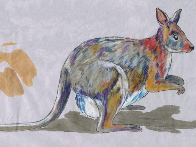 Red-necked Pademelon (Thylogale thetis)