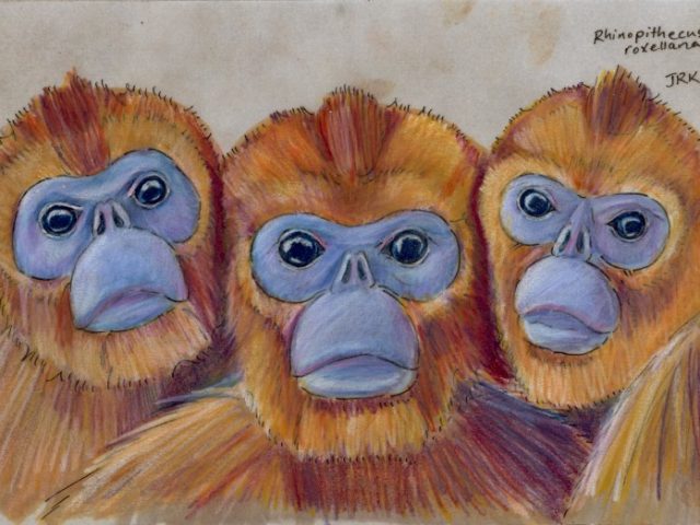 Golden Snub-Nosed Monkey (Rhinopithecus roxellana)