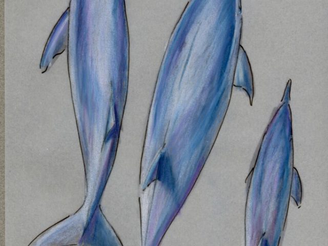 Spinner Dolphin (Stenella longirostris)