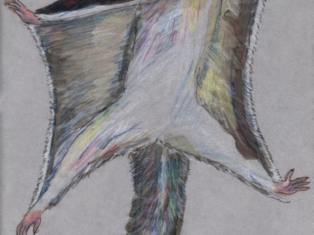 Sugar Glider (Petaurus breviceps)