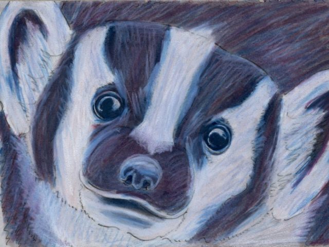 World Cup: USA’s American Badger (Taxidea taxus)