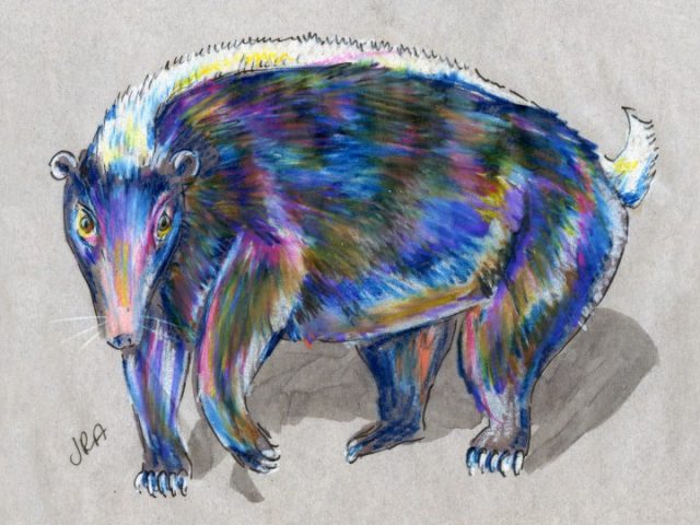 Teledu (Indonesian Stink Badger) (Mydaus javanensis)