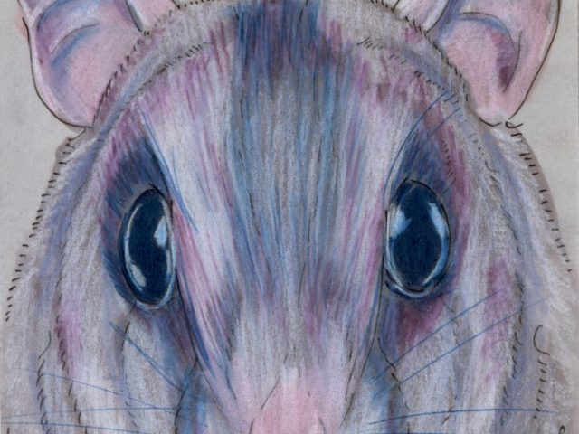 Random Rodent: Acacia Rat (Thallomys paedulcus)