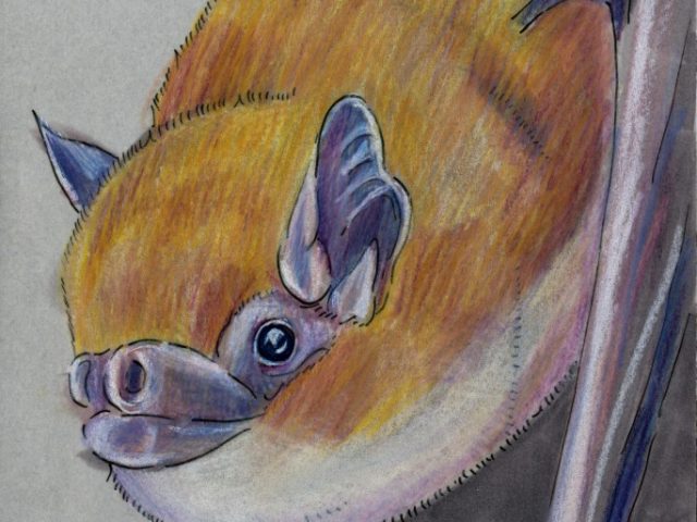 Random Week: Inland Forest Bat (Vespadelus baverstocki)