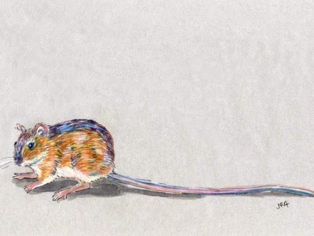 North Carolina Week: Woodland Jumping Mouse (Napaeozapus insignis)